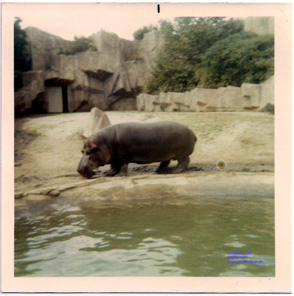 Hippopotamus at the Milwaukee County Zoo