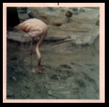 Flamingo at the Milwaukee County Zoo