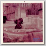 Zoo Bears thumbnail