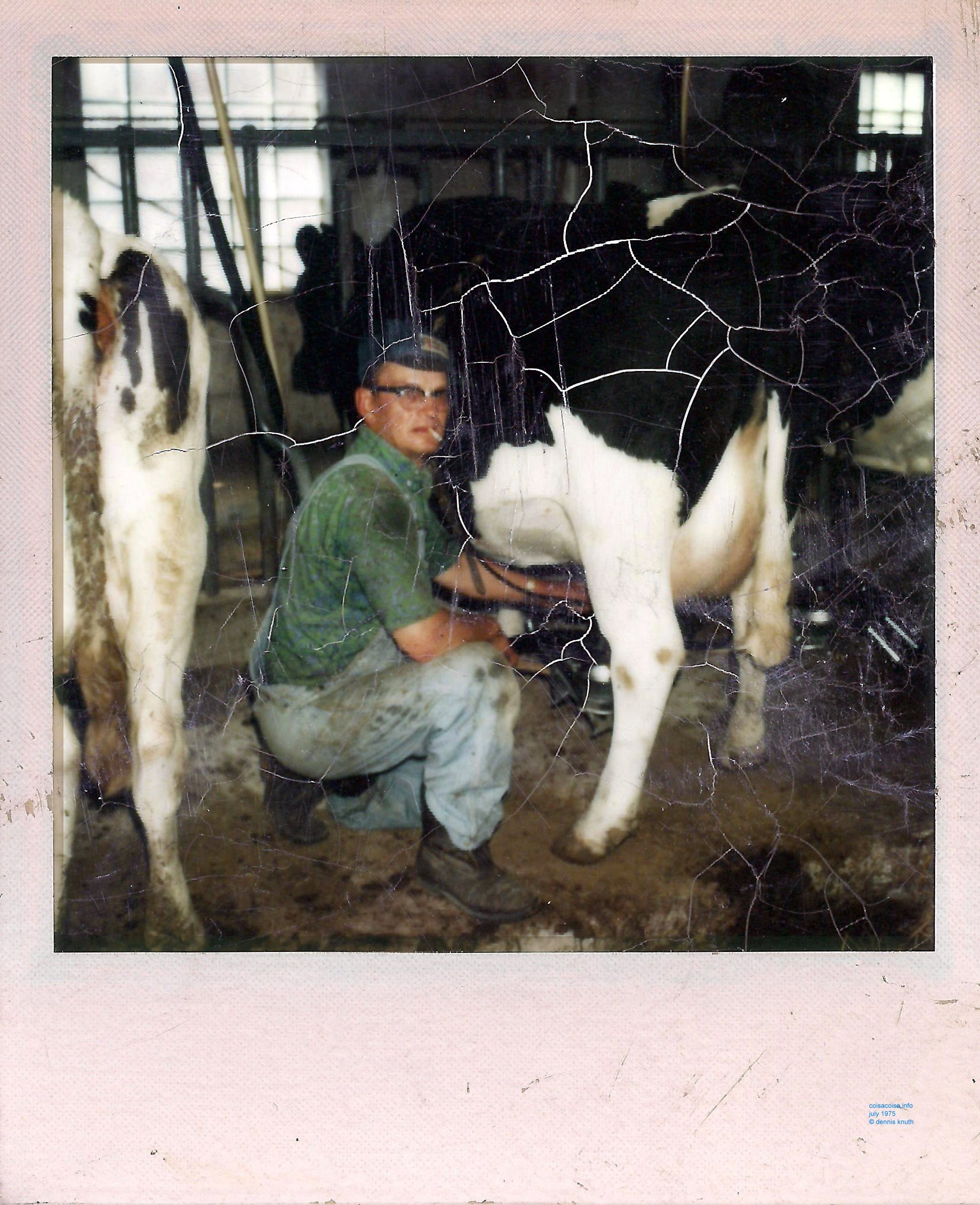John Knuth milking cows on Sherri's wedding weekend