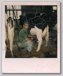 John Knuth milking cows