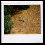 Squirel in the Grand Canyon