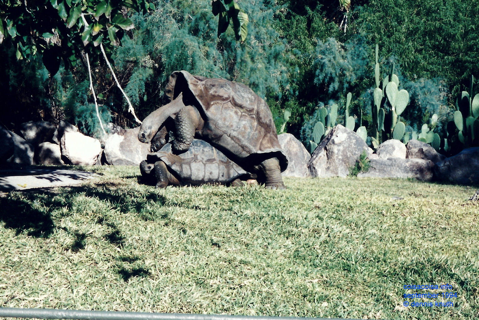 Tortoises doing it at the the Phoenix Zoo in September