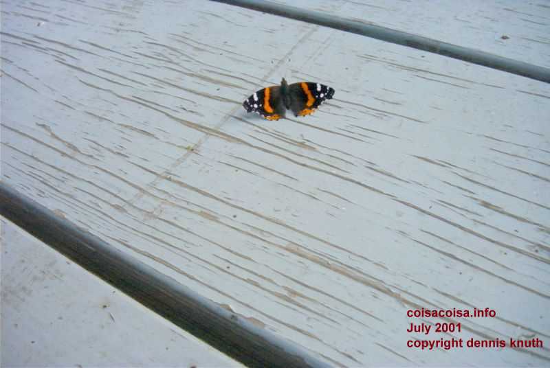 Butterfly on a Picnic Table