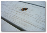 Butterfly on a Picnic Table