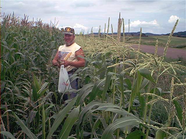 Gary picking sweet corn