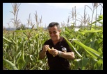 Picking sweet corn
