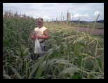 Gary picking sweet corn on the farm