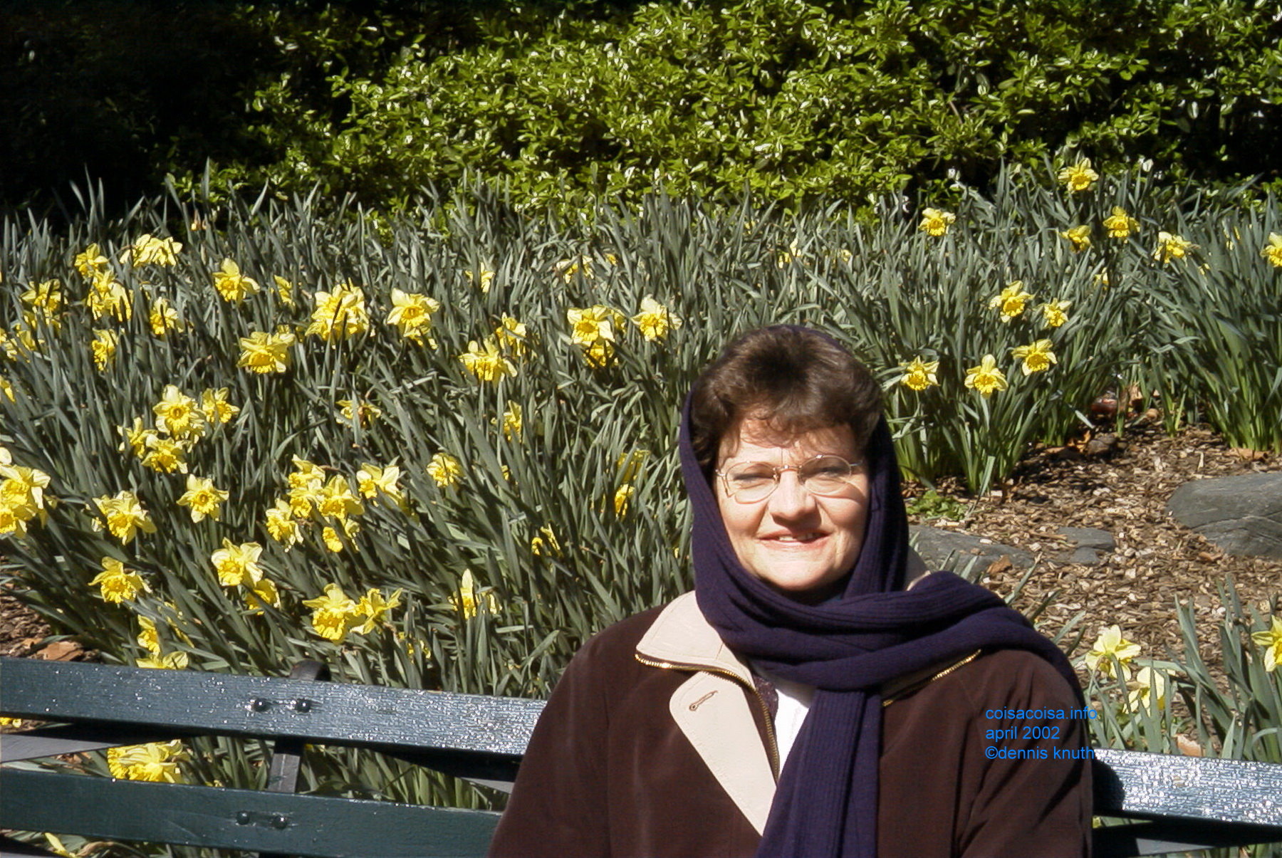 Daffodils in April 2002 in Central Park