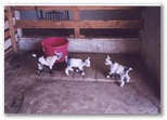 Prancing baby goats