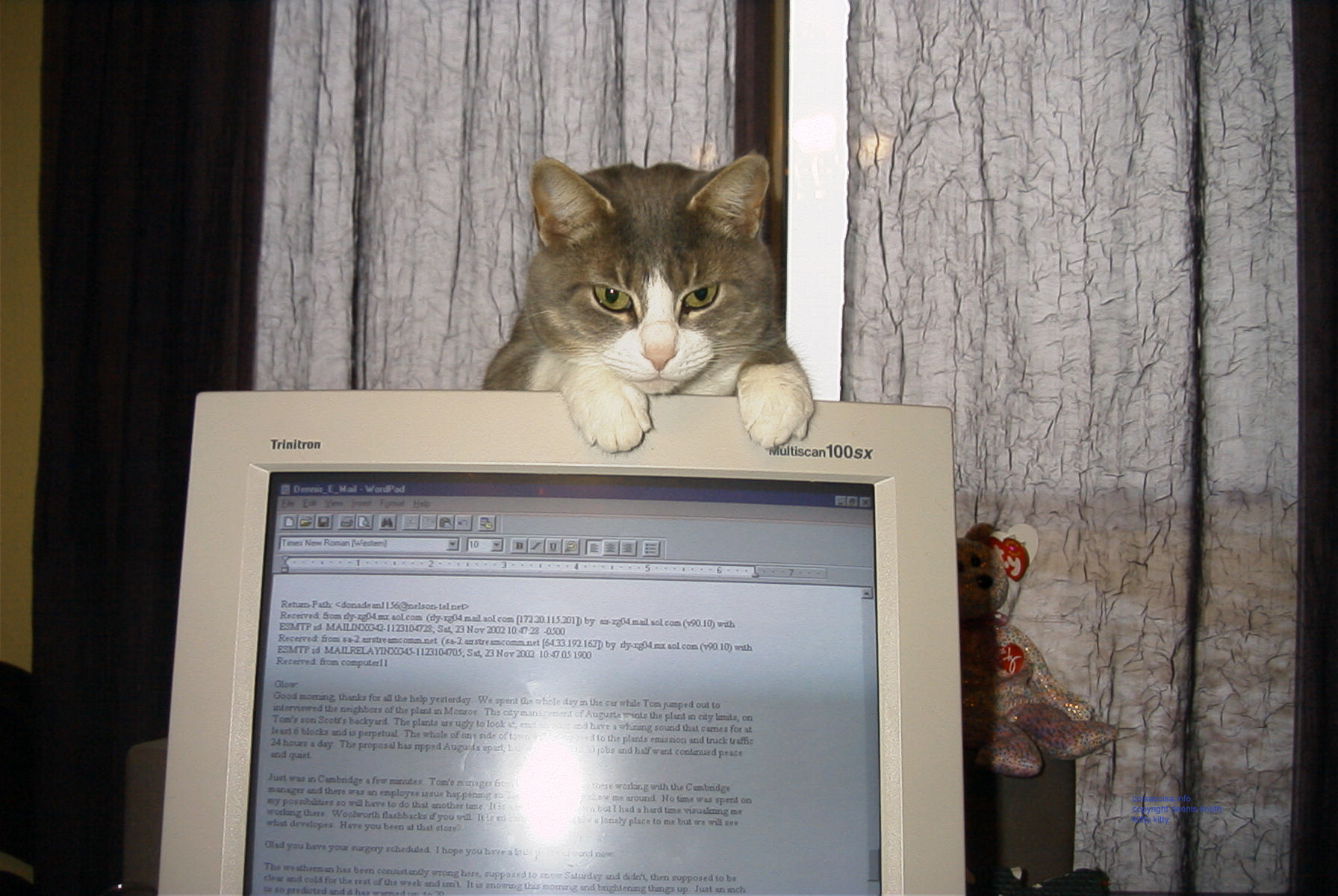 Kitty Kitty cat on the Monitor