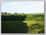 Corn in July