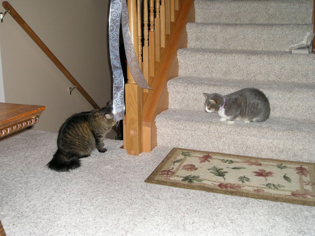 cat standoff