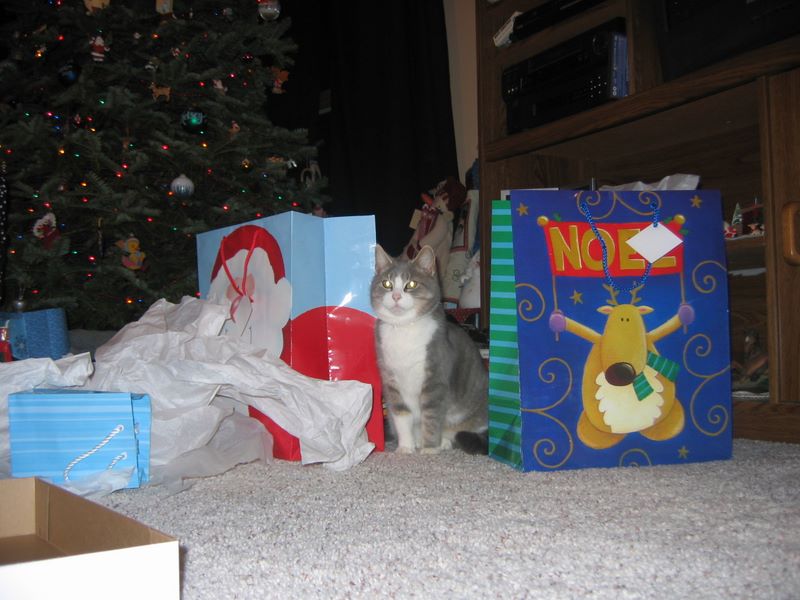 Kitty Kitty under the Christmas Tree