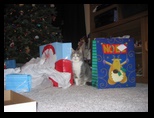 Kitty Kitty guards the Xmas gifts under the tree