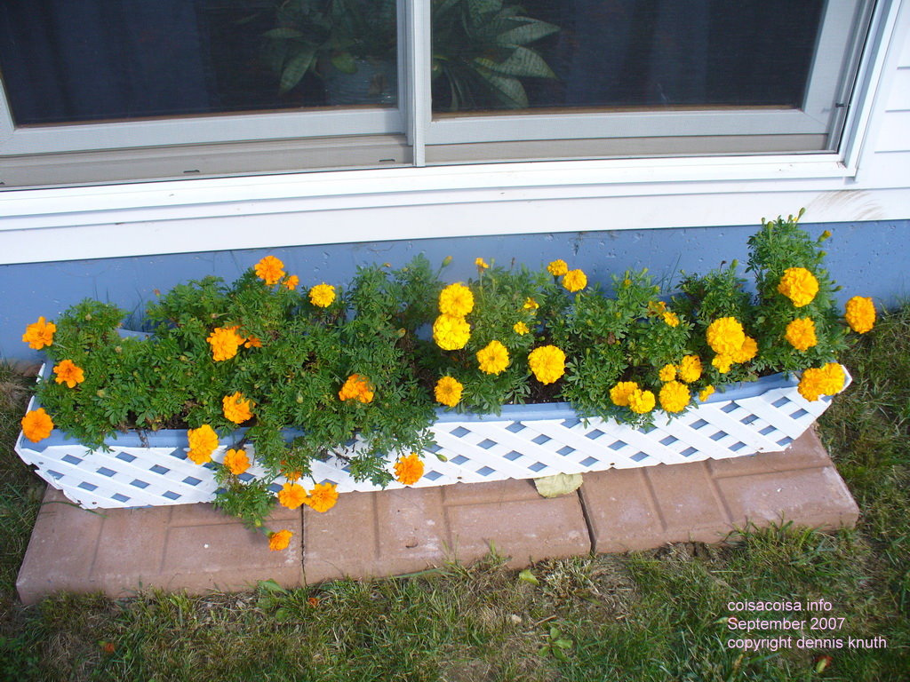 Marigolds in containers