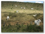 Brahma cattle on a Brazilian Farm