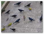 Brazilian Birds