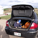 Getting the picked pumpkins in the car trunk