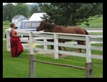 Bridesmaids and Horses