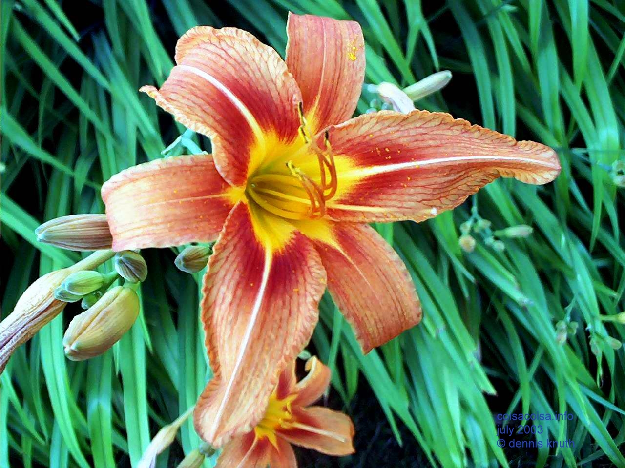 Beauty of Sherri's Lily in 2003