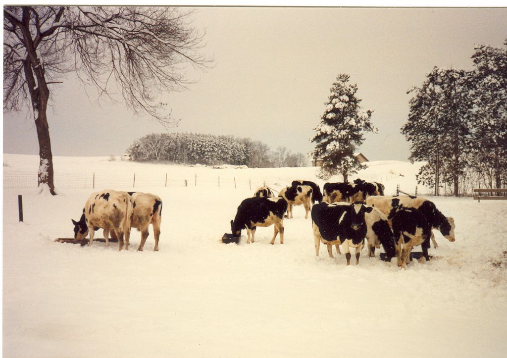 Cows at Christmas in Wisconsin
