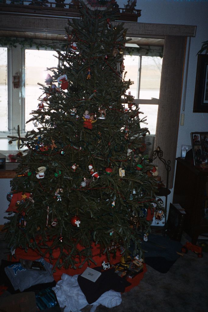 Christmas Tree at the old farm house