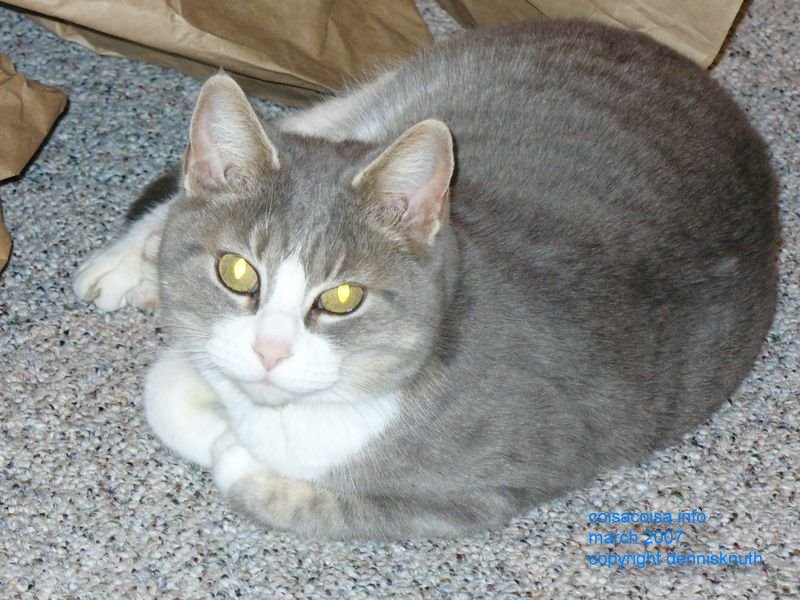 Sherri's Kitty Kitty in 2007