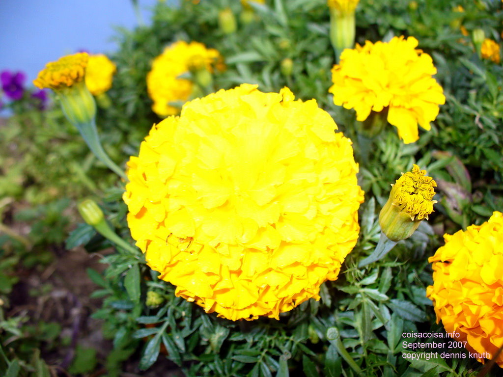 Marigold flower overexposed