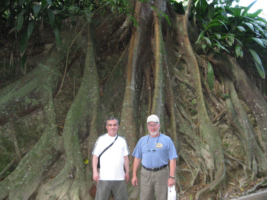 Tree roots on Corcovado with Helton and Gary