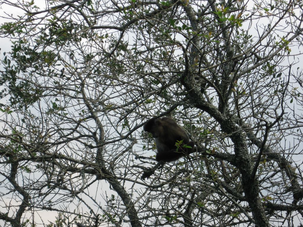 Sherri's monkey on a tree branch