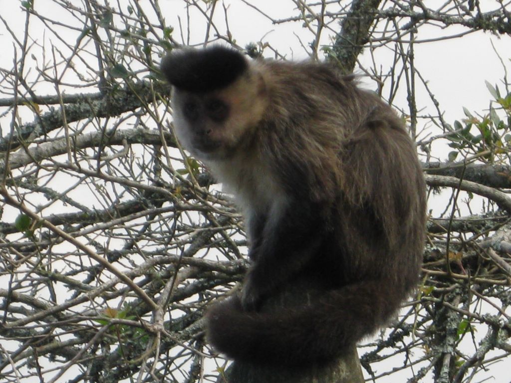 Close up of Sherri's Monkey