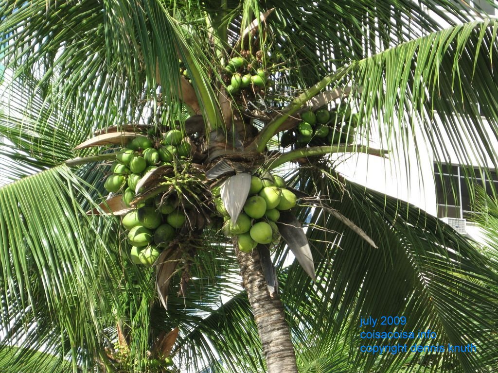 Coconuts in a palm on the beach