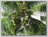 Coconuts in a palm on the beach