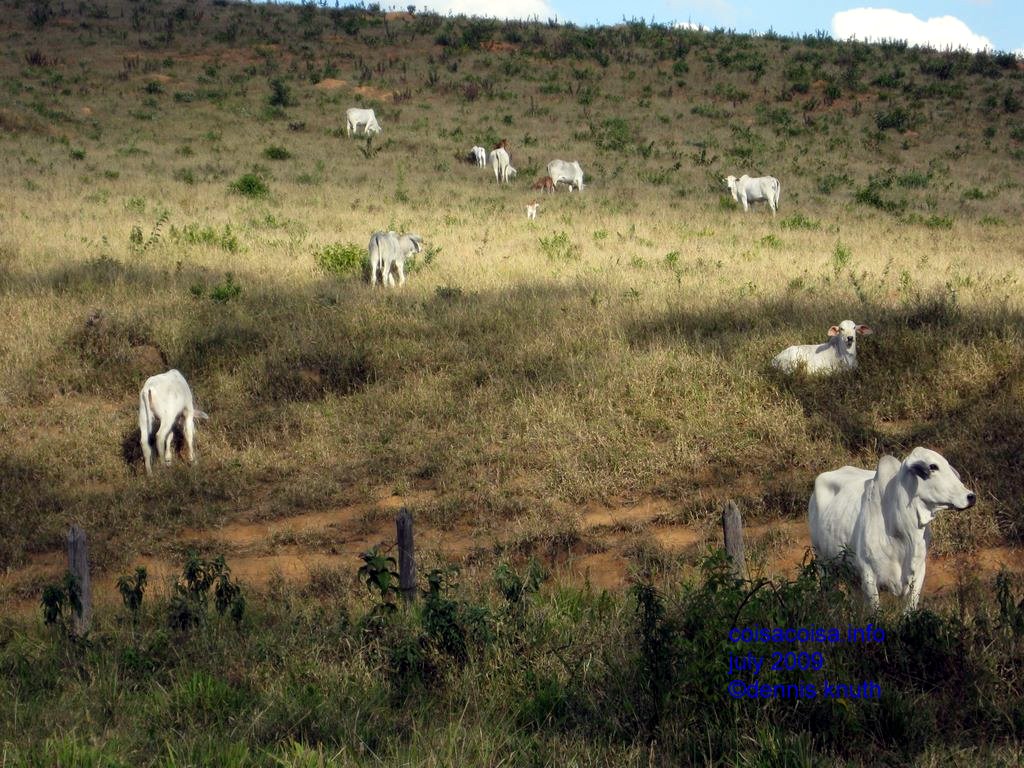 Cattle grazing on the Hills of Minas Gerais