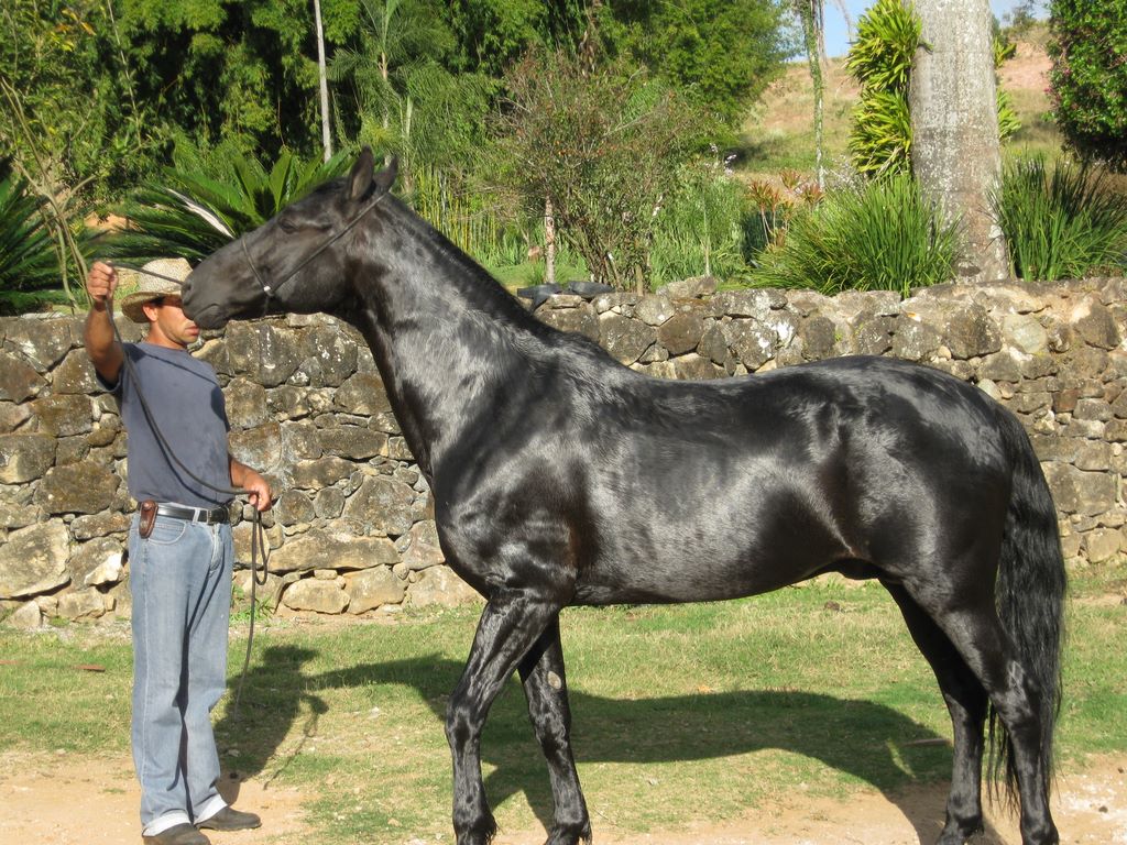 Black stallion prize on a Brazilian farm
