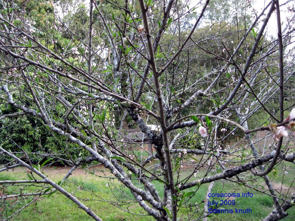 Jaboticaba tree in Minas Gerais