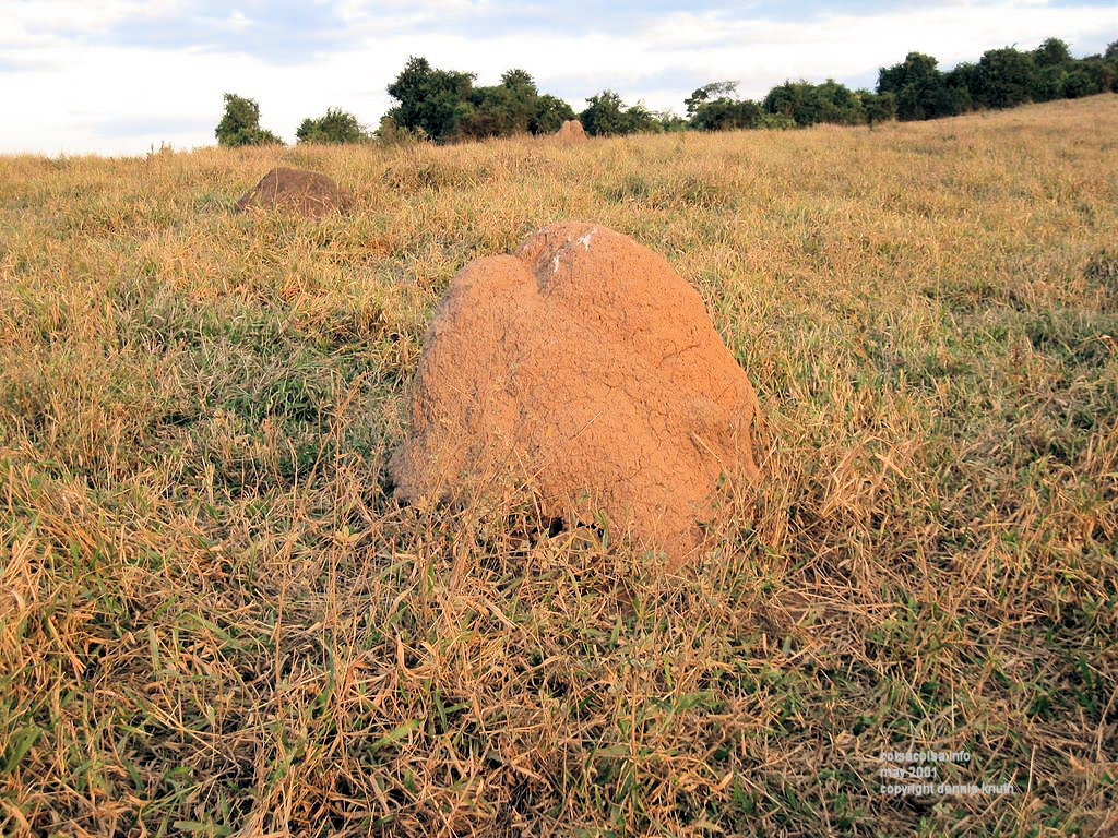 Ant and termite hills in Brazil
