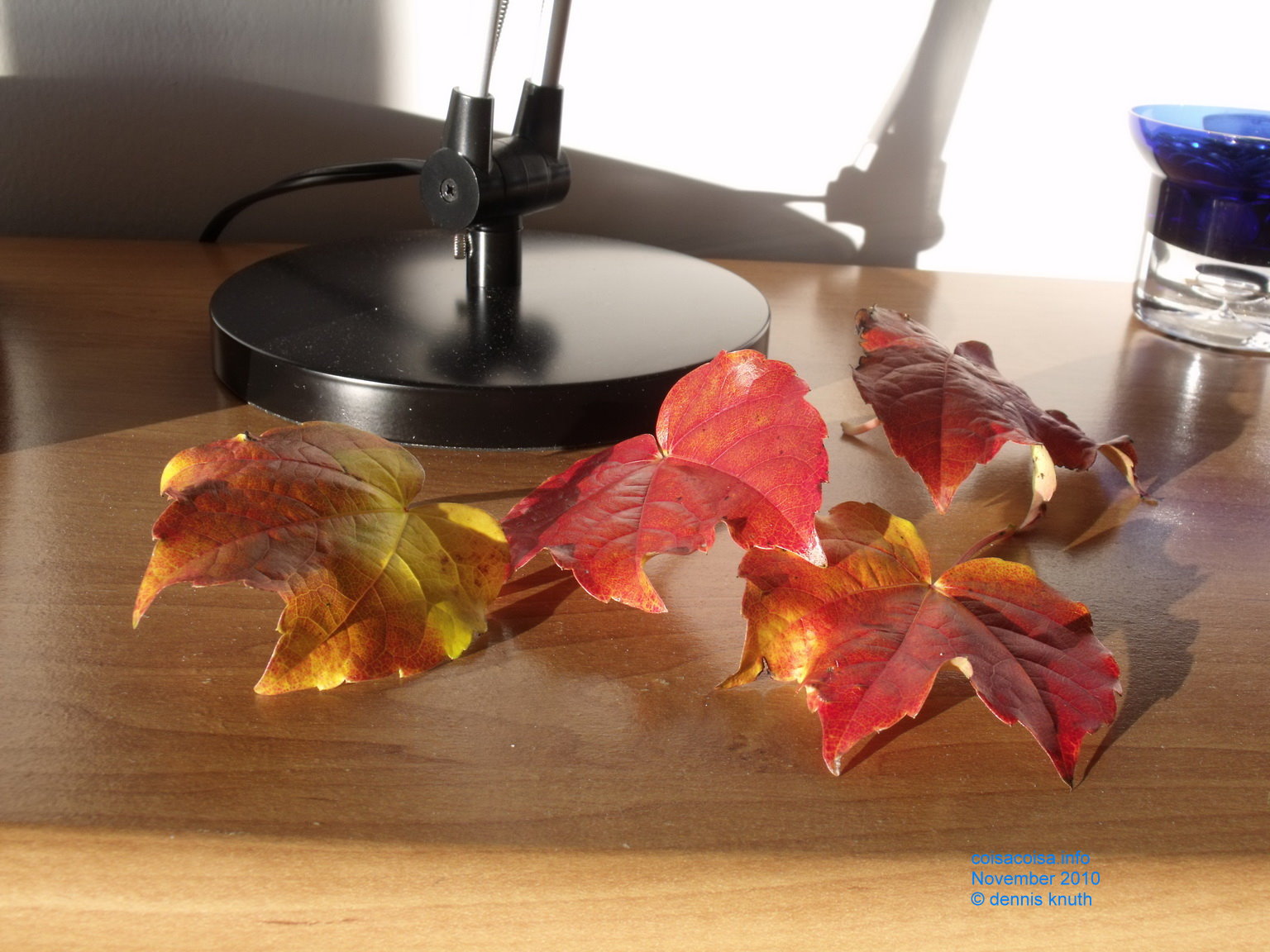 Autumn leaves in Dennis Knuth's Bedroom