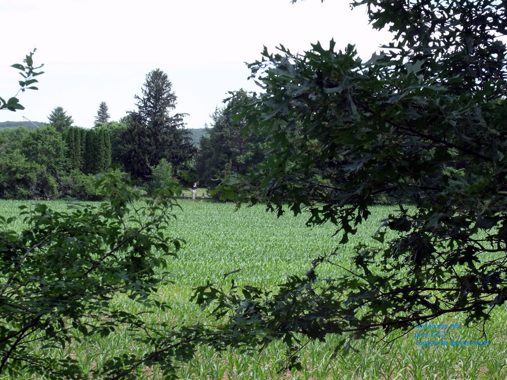 Green fields through Wisconsin trees