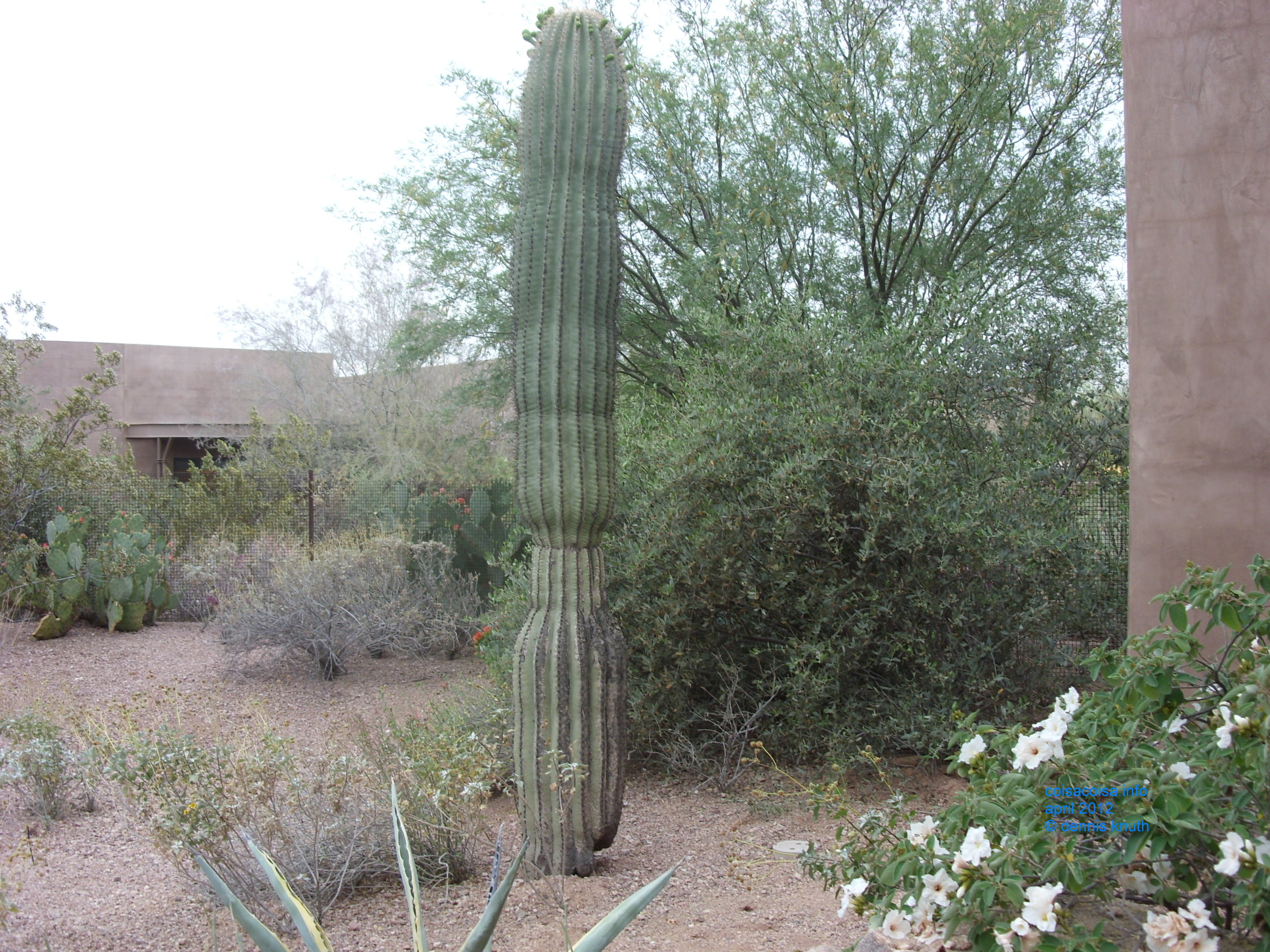 A lone Saguaro in Papagano Park
