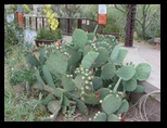 Prickly Pear cacti