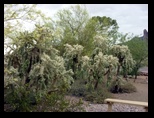 2012_04_26_a_superstition_mountain_0019.jpg