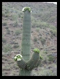 Saguaro blooming
