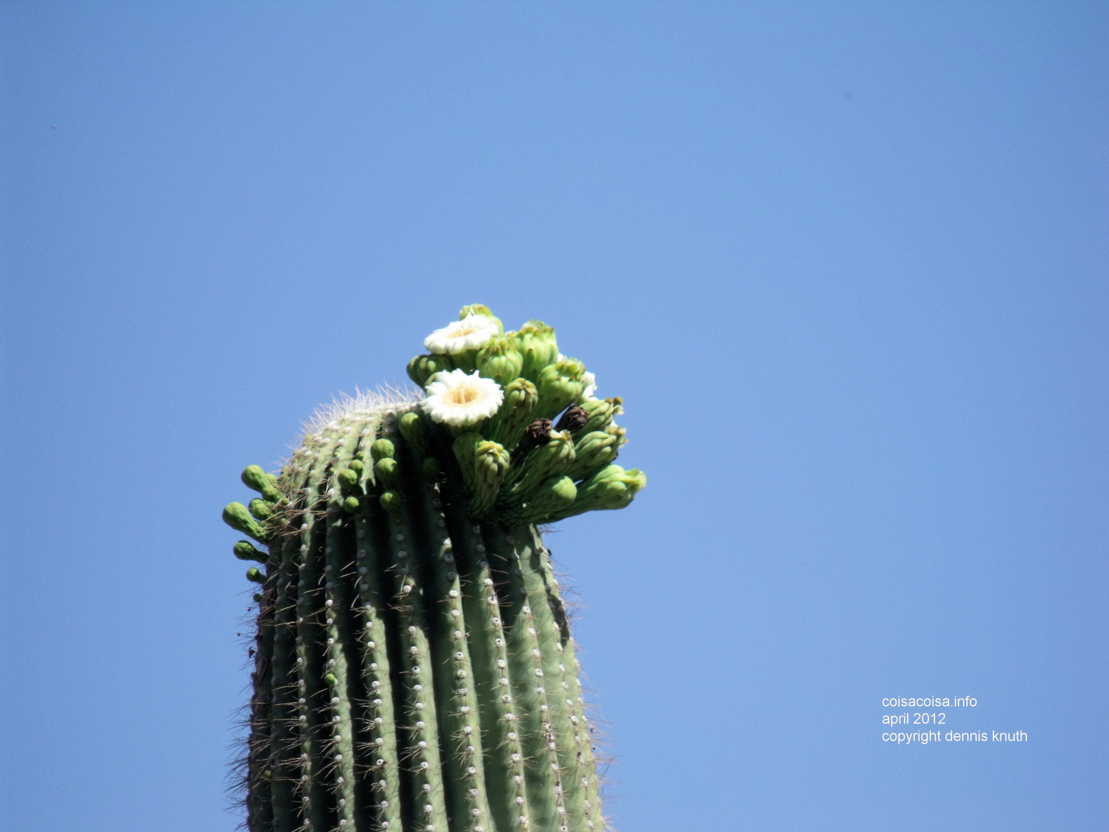 Blossoms on the top of a Saguaro Cactus