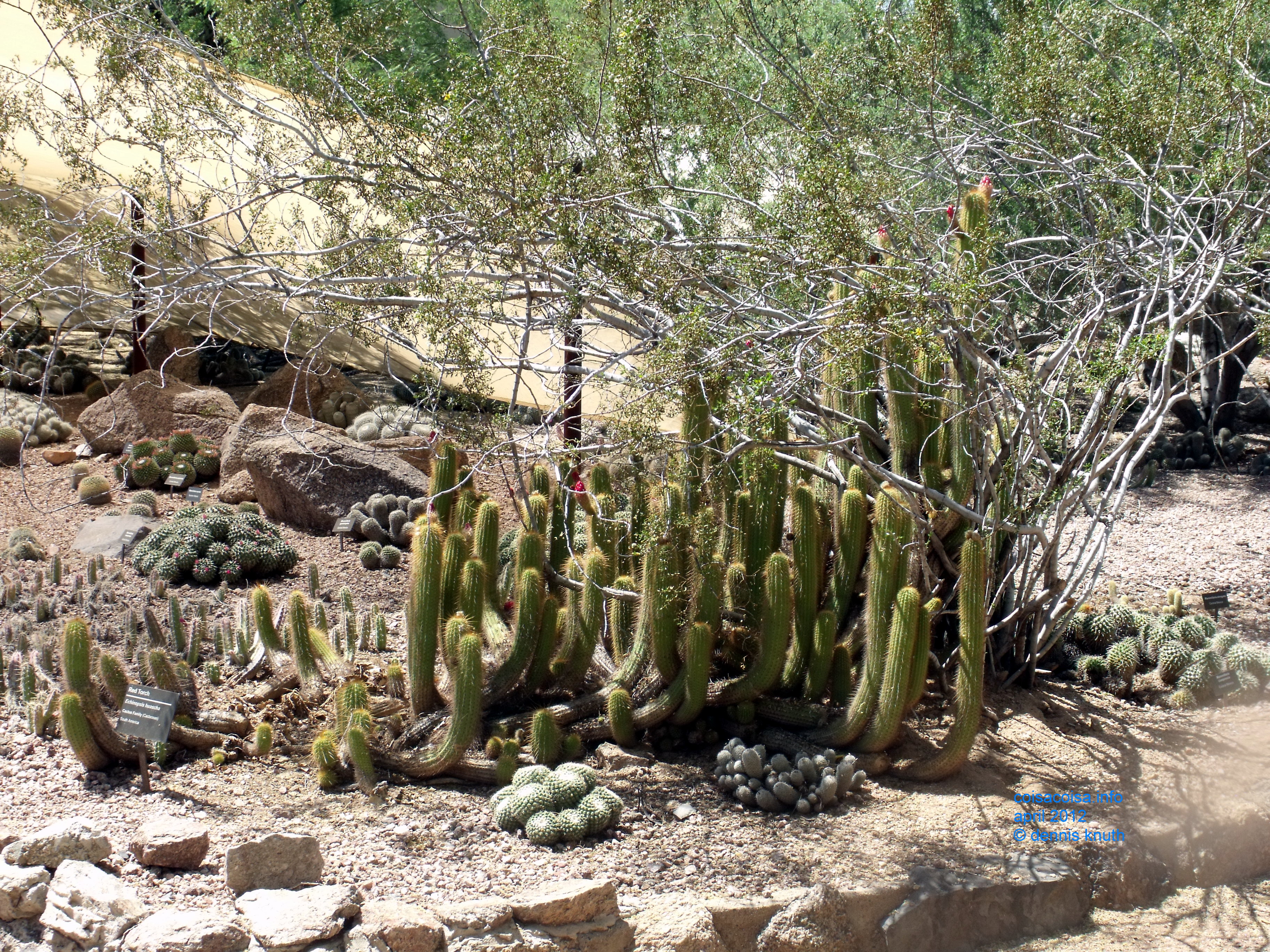Cactus that creep like snakes
