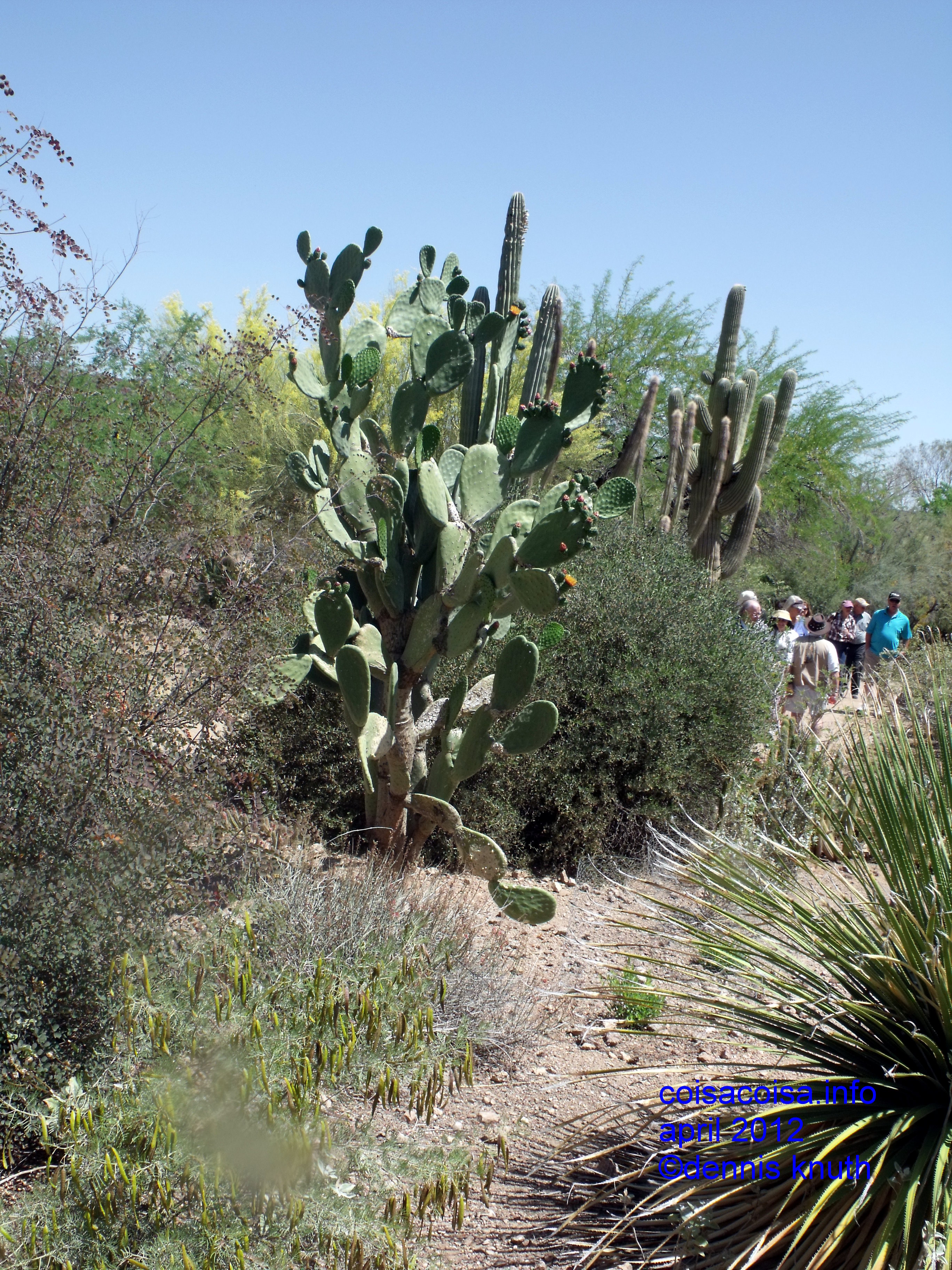 Phoenix Botanical gardens have carefully managed flora
