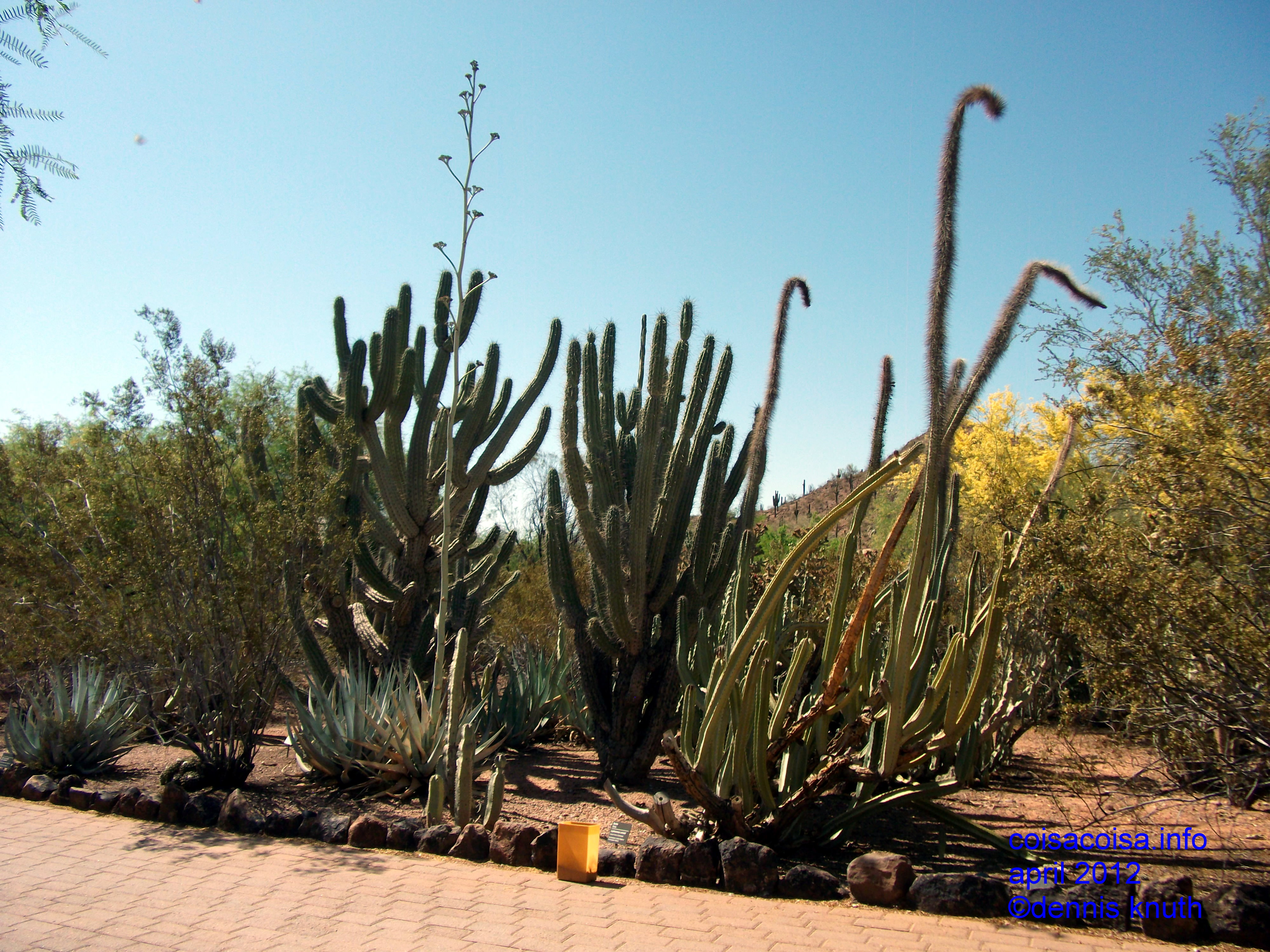 Cacti families are grouped in the Botanical Garden