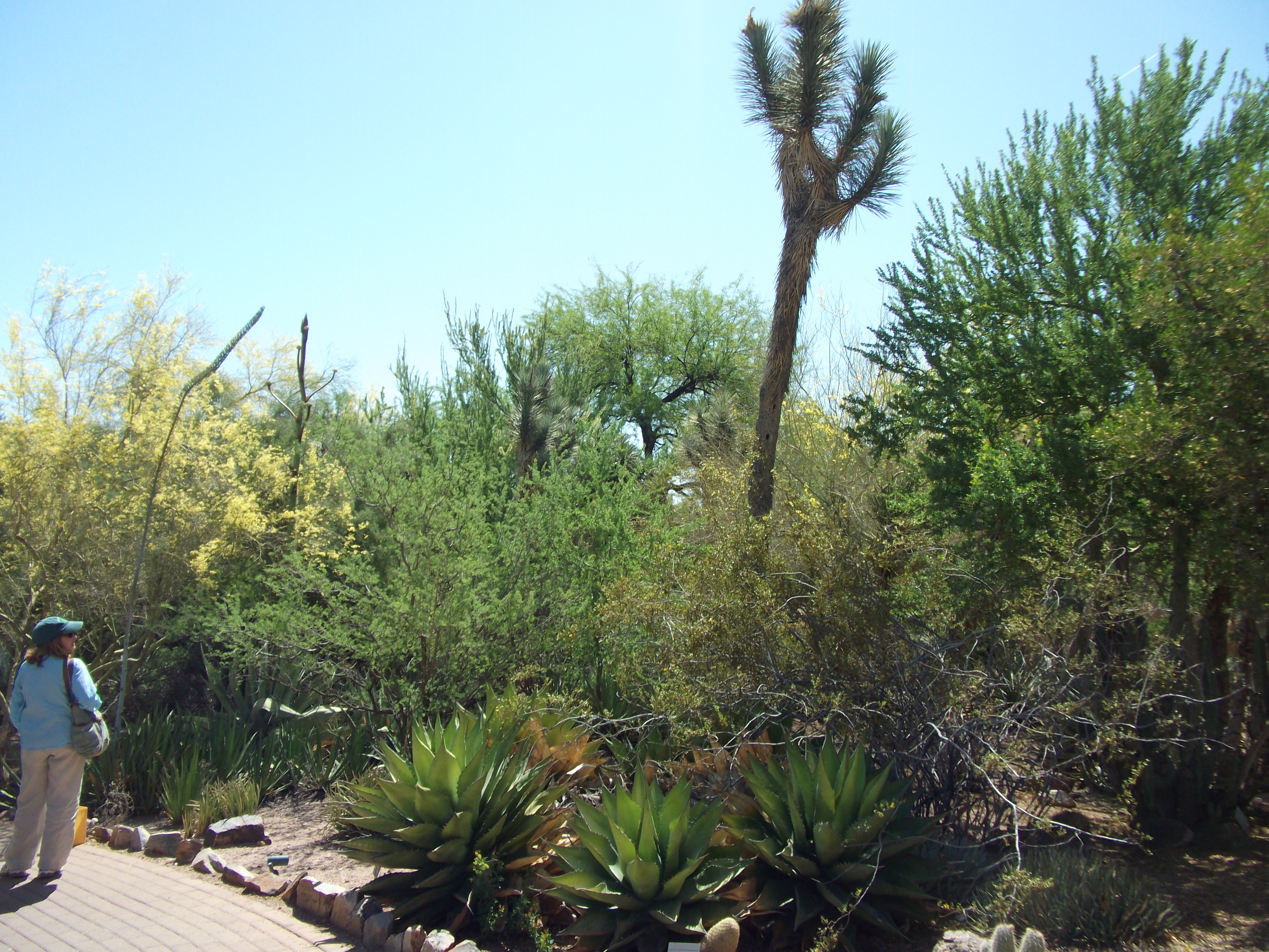 Stange looking Desert Plants in Phoenix's Botanical Garden