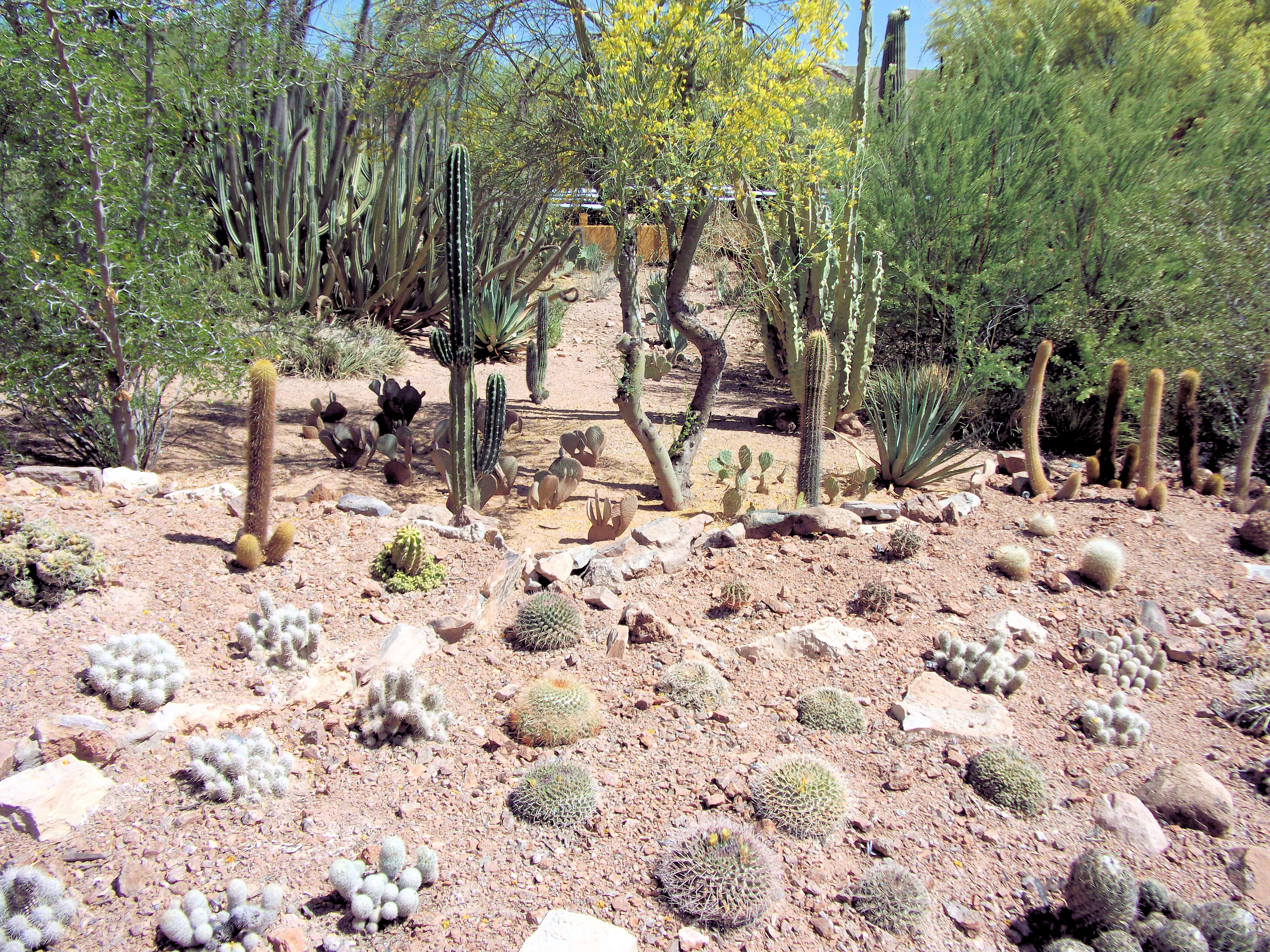 Groomed group of new cacti at the Botanical Garden